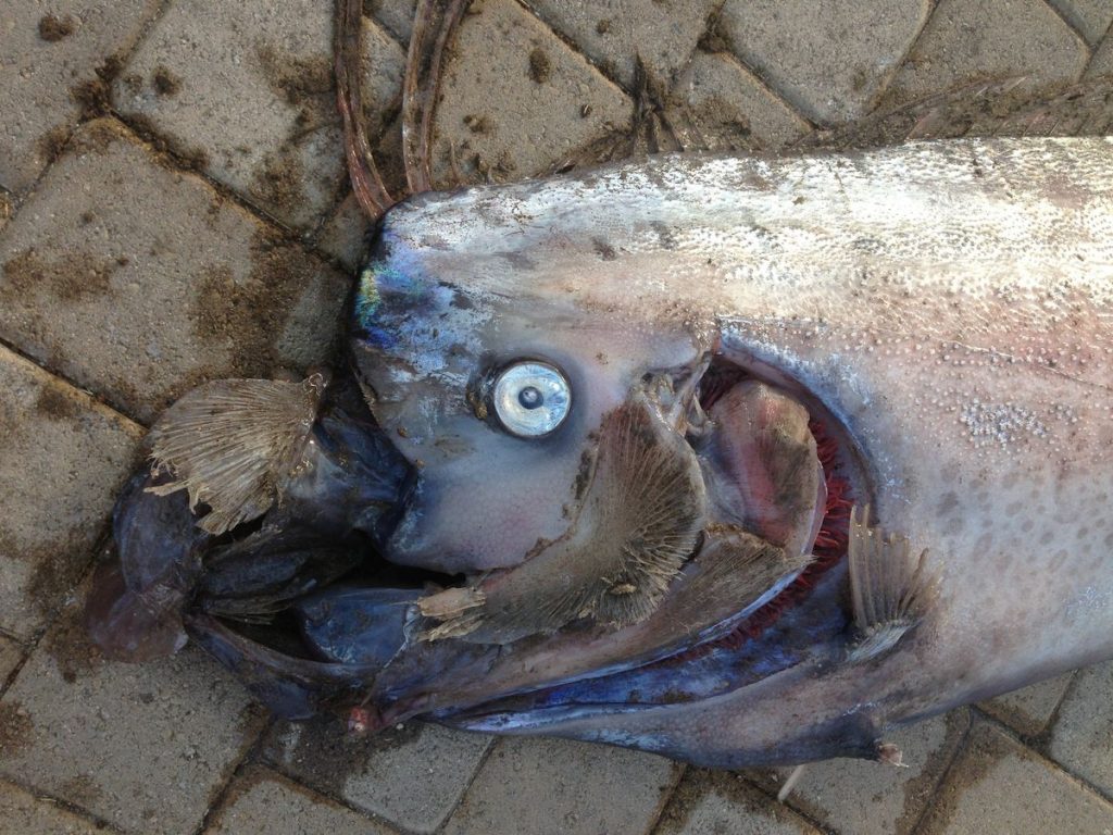 Морское чудовище