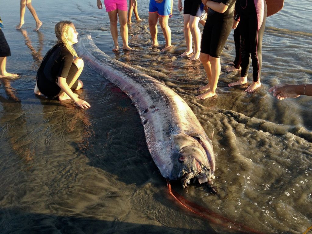 Морское чудовище