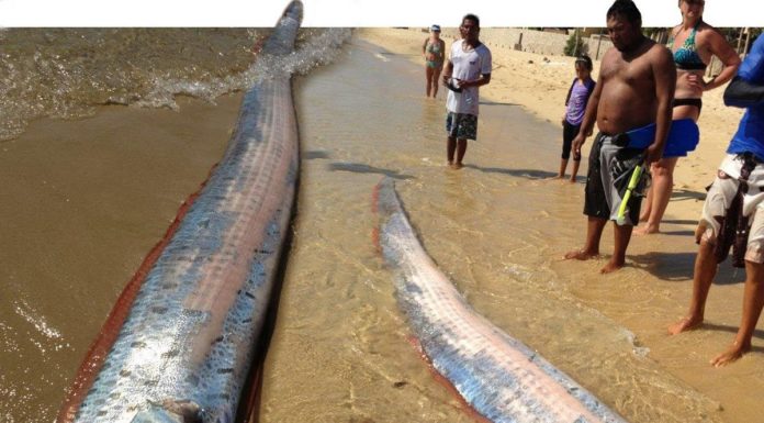 Sea Monster
