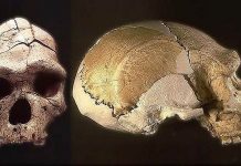 the skull of an unknown human species