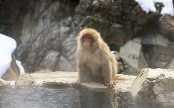 Monkey Man
