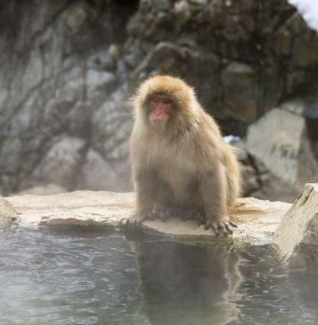 Monkey Man