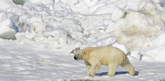 The Kingdom of polar Bears
