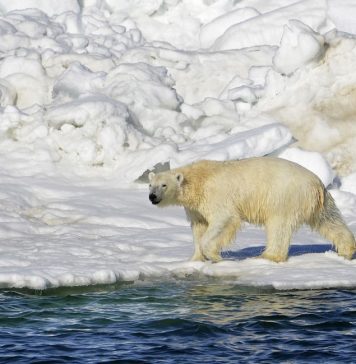 The Kingdom of polar Bears
