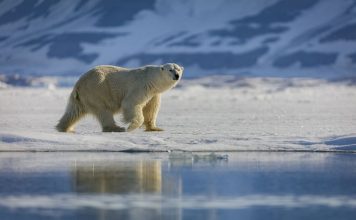 polar robinsonade