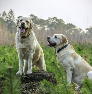 Labrador Retrievers