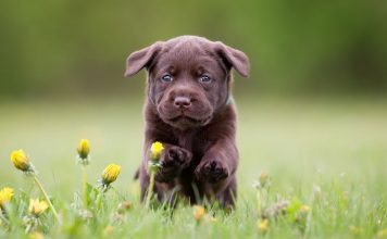 Training Your Puppy