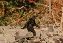 Top 10 Reasons Bigfoot Probably Doesn’t Exist