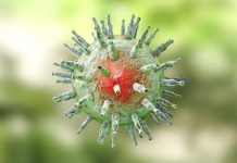 herpesvirus